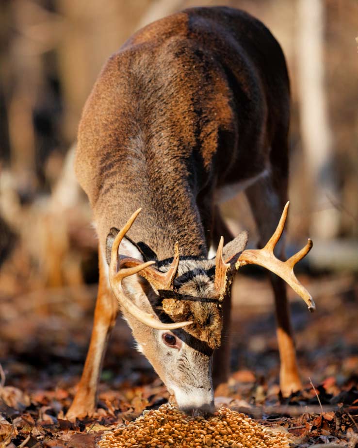 Deer Attractants Image