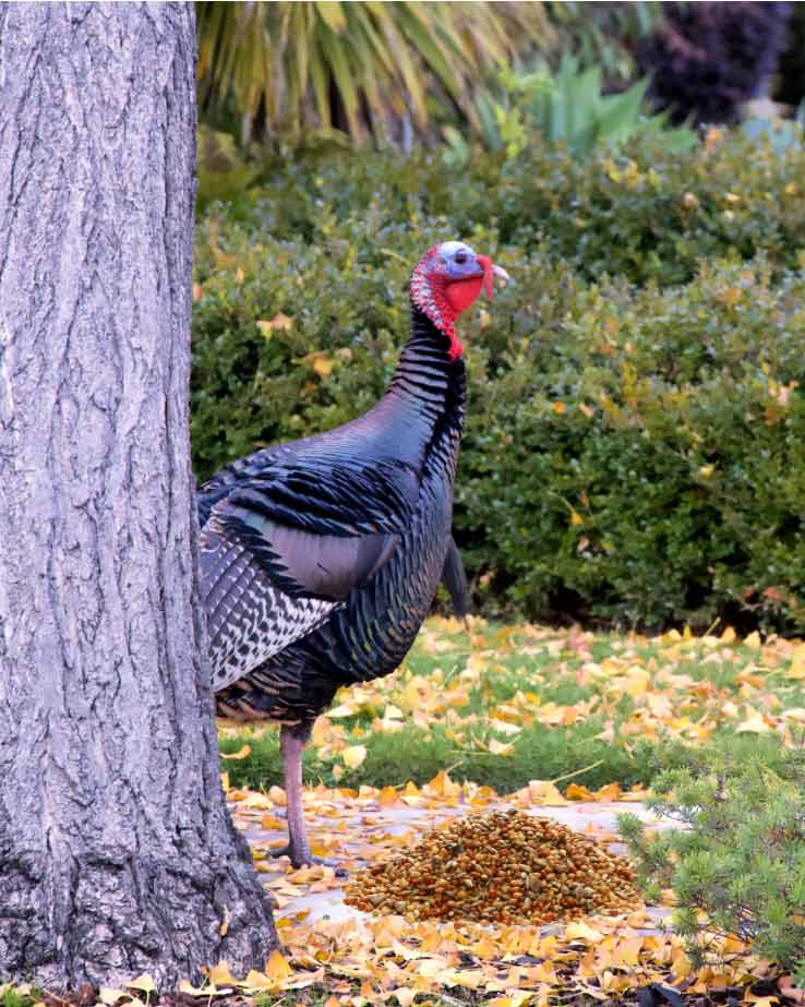 Turkey Attractants Image